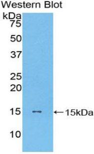 Polyclonal Antibody to Monocyte Chemotactic Protein 1 (MCP1)