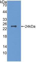 Polyclonal Antibody to Colony Stimulating Factor 1, Macrophage (MCSF)