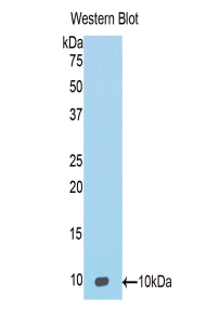 Polyclonal Antibody to Macrophage Inflammatory Protein 3 Alpha (MIP3a)