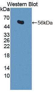 Polyclonal Antibody to Matrix Metalloproteinase 3 (MMP3)