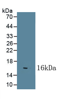 PAA105Bo01.jpg