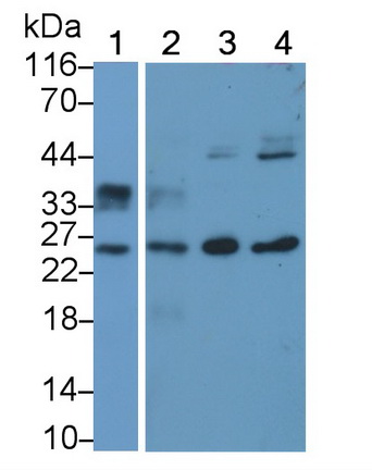 PAA113Mu01.jpg