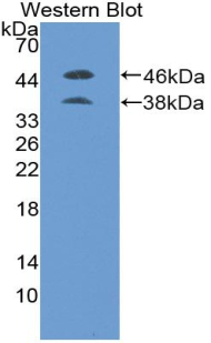 PAA114Mu01.jpg