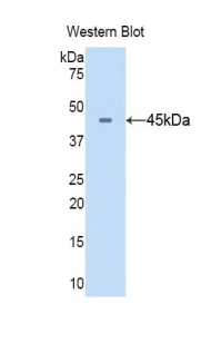 PAA119Ra01.jpg