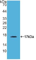 PAA119Si01.jpg