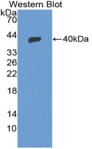 Polyclonal Antibody to Stromal Cell Derived Factor 1 (SDF1)