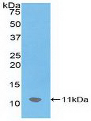 Polyclonal Antibody to Stromal Cell Derived Factor 1 (SDF1)