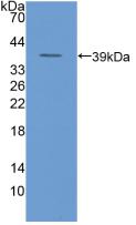 PAA141Hu03.jpg