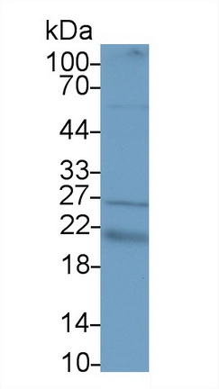 Polyclonal Antibody to Vascular Endothelial Growth Factor B (VEGFB)