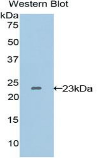 PAA144Hu01.jpg