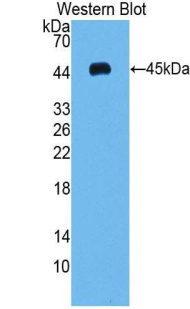 Polyclonal Antibody to Vascular Endothelial Growth Factor C (VEGFC)