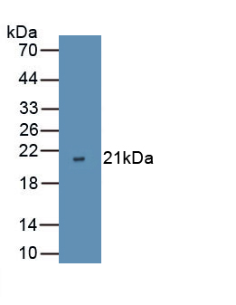 Polyclonal Antibody to Vascular Endothelial Growth Factor D (VEGFD)