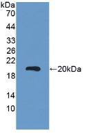 PAA150Mu02.jpg