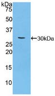 PAA154Mu01.jpg