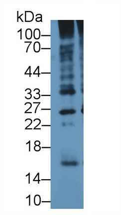 Polyclonal Antibody to Ubiquitin (Ub)