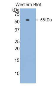 PAA184Mu01.jpg