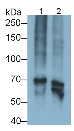 PAA193Bo05.jpg