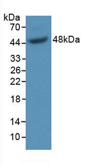 PAA204Mu02.jpg