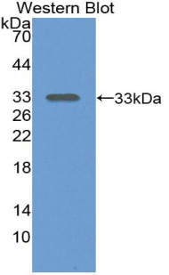 PAA207Mu01.jpg