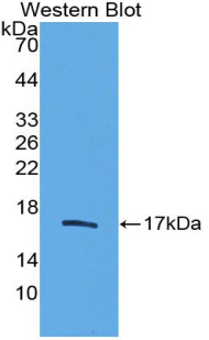 PAA218Bo01.jpg