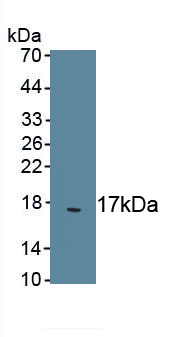 PAA218Ca01.jpg