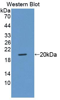 PAA219Hu01.jpg