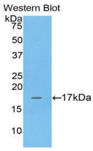 PAA220Bo01.jpg