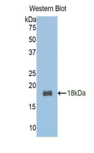 PAA221Mu02.jpg