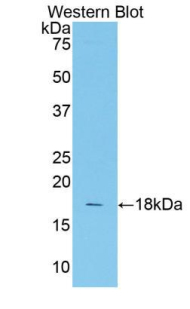 PAA221Mu04.jpg