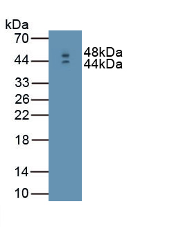 PAA222Mu01.jpg