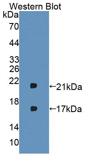 Polyclonal Antibody to Interferon Beta (IFNb)