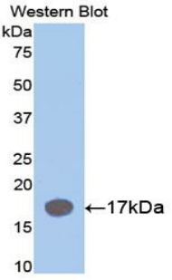 PAA223Mu01.jpg