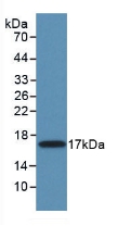 Polyclonal Antibody to Matrix Metalloproteinase 11 (MMP11)