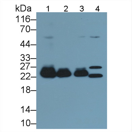 Polyclonal Antibody to Cyclophilin B (CYPB)