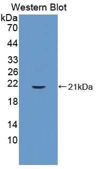 PAA227Mu01.jpg