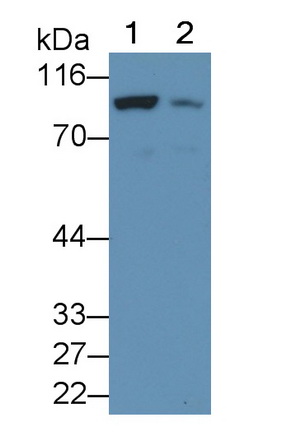 PAA235Hu02.jpg