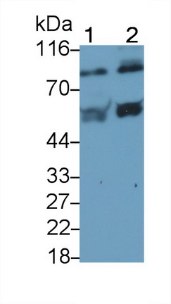 PAA235Ra02.jpg