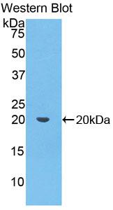 Polyclonal Antibody to Paraoxonase 1 (PON1)