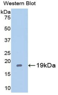 PAA244Mu01.jpg