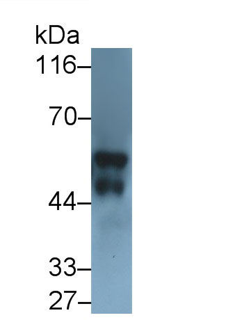 PAA244Mu02.jpg