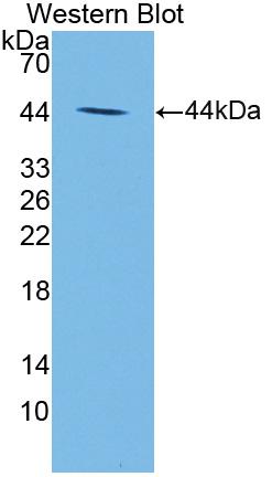 PAA249Hu01.jpg