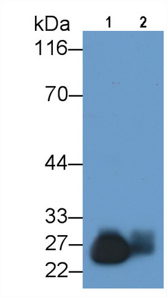 Polyclonal Antibody to Trypsin (TRY)