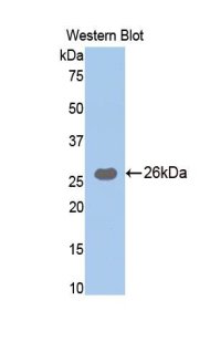 Biotin-Linked Polyclonal Antibody to Trypsin (TRY)