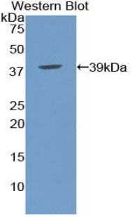 PAA252Mu01.jpg