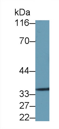 Polyclonal Antibody to Annexin V (ANXA5)