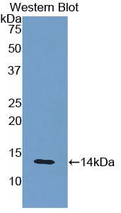 PAA260Mu01.jpg