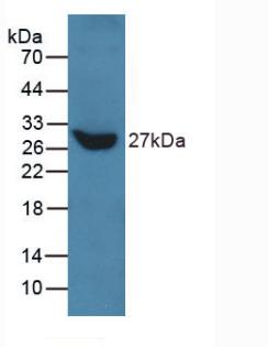 PAA278Hu01.jpg