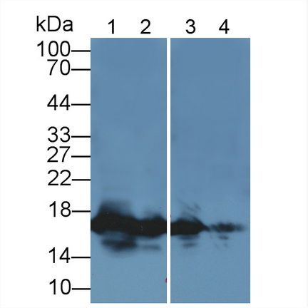 Polyclonal Antibody to Histone H3 (H3)