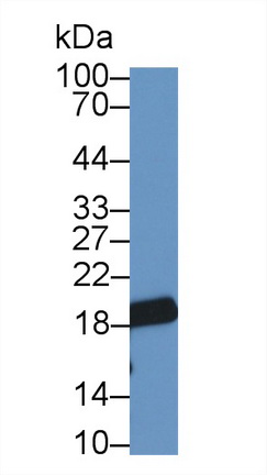 Polyclonal Antibody to Histone H3 (H3)