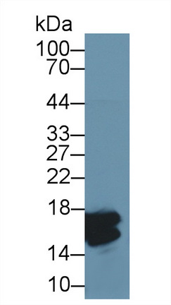 Polyclonal Antibody to Histone H3 (H3)